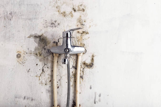 Best Mold Remediation  in Great Falls, SC