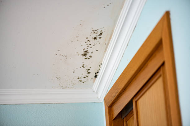 Office Mold Removal Services in Great Falls, SC