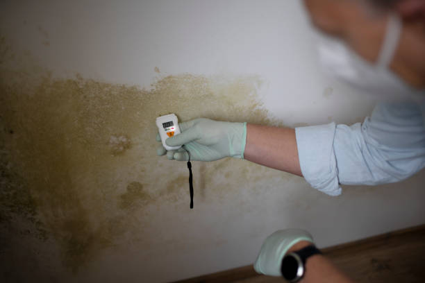 Best Attic Mold Removal  in Great Falls, SC