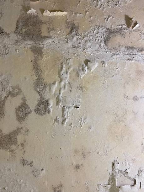 Best Toxic Mold Removal  in Great Falls, SC