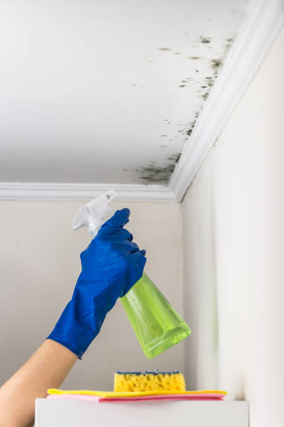 Best Commercial Mold Removal  in Great Falls, SC